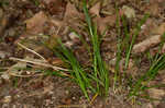 Wildenow's sedge